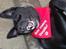 Blanding af racer Labrador/Samojede; Gia - SMUK