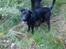 Blanding af racer Labrador/Samojede; Gia