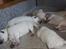 Hvid Schweizisk Hyrdehund Ny Hviddueholm's Enya - Den 5. februar 2012, fødte Ny Hviddueholm's Ida 5 hvalpe, 2 tæver og 3 hanner, dette er L kuldet dag 6, http://www.ny-hviddueholm.dk/index.htm 
