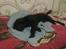 Flat coated retriever Frida