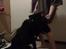 Flat coated retriever Frida