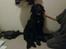 Flat coated retriever Frida