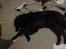 Flat coated retriever Frida