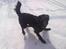 Flat coated retriever Frida