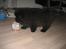 Chow chow Xiva