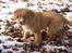 Nova scotia duck tolling retriever Redborn first Contact (Dixie) [Himmelhund] - 11 uger