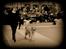 Golden retriever Leongolden Cha Cha Cha - Int. udstilling Fredericia 11-02-12

cha cha knap 21 måneder gammel