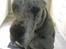 Grand danois Perle ( GD Blue Merle) - Perle gangsta style :-)
