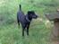 Blanding af racer Labrador/Samojede; Gia
