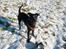 Blanding af racer Labrador/Samojede; Gia