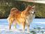 Shetland sheepdog Mille - Foto Julie K.