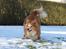 Shetland sheepdog Mille - Foto Julie K.