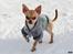 Chihuahua Noobie The Ninja