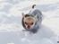 Chihuahua Noobie The Ninja