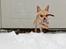 Chihuahua Noobie The Ninja