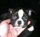 Boston terrier Milo