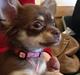 Chihuahua Mocca