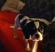 Blanding af racer Bailey (:
