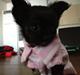 Chihuahua Sille<3<3<3