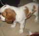 Cavalier king charles spaniel Amazing Macy