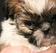 Shih tzu Gizmo ( blue shih tze )