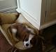 Cavalier king charles spaniel whiskey wildflover 