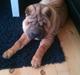 Shar pei Walter