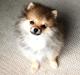 Pomeranian Molly