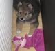 Finsk lapphund Mango
