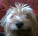 Yorkshire terrier Pjuske