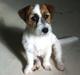 Jack russell terrier Kajsenborg's A View To A Kill (Jelly)