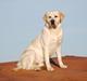 Labrador retriever Loui