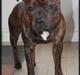 Staffordshire bull terrier Belila's Buddy
