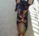 Dvaergpinscher Nellie <3 (Nellie Skovlund Asmussen) :)<3