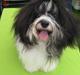 Bichon havanais Casa Birk Hundt's Contador