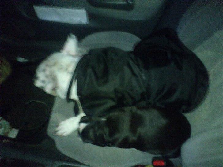 Fransk bulldog Fru Ludvig billede 7