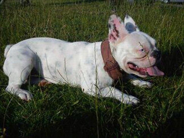 Fransk bulldog Fru Ludvig billede 8