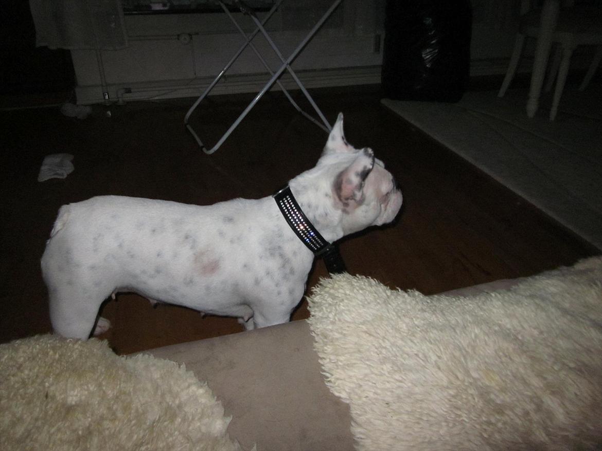 Fransk bulldog Fru Ludvig billede 9