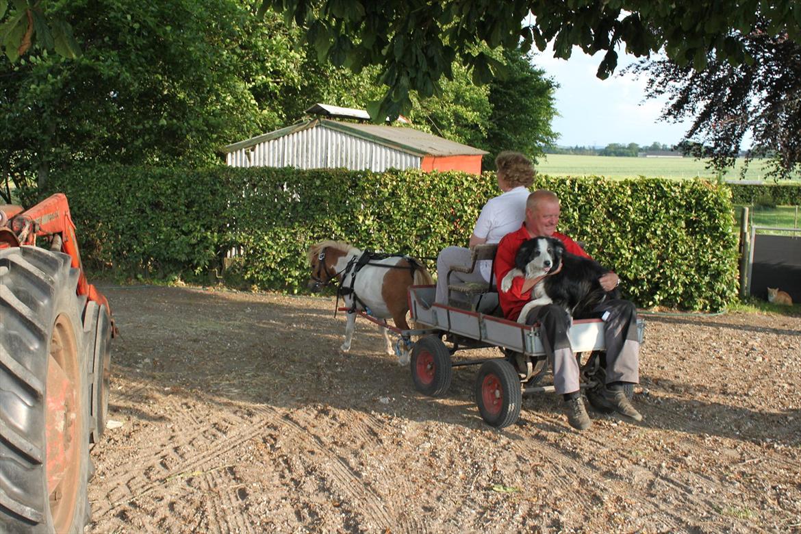 Border collie Gordon billede 2