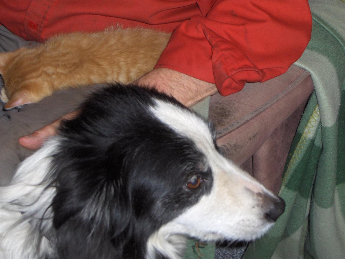 Border collie Gordon billede 1