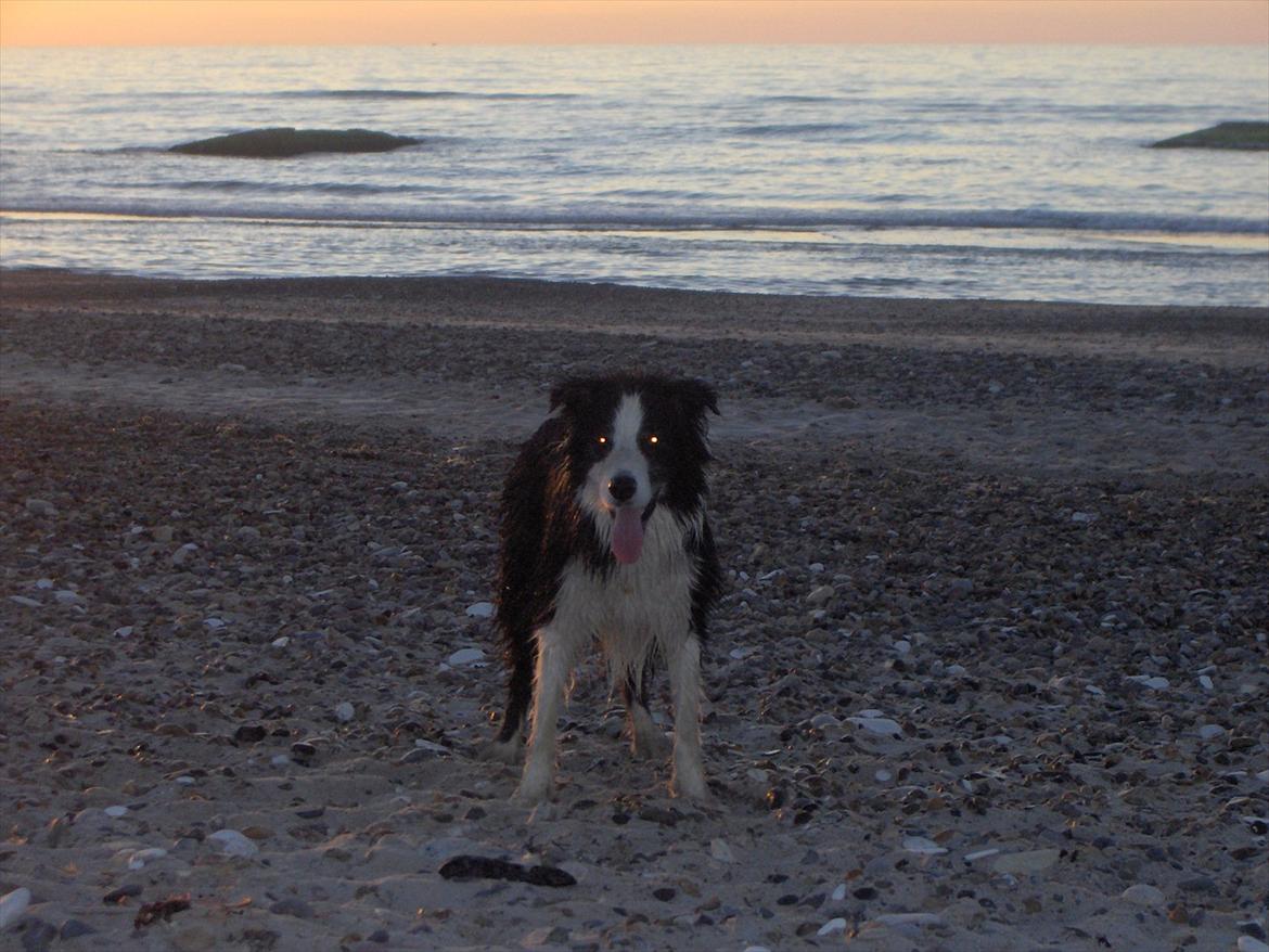 Border collie Gordon billede 3