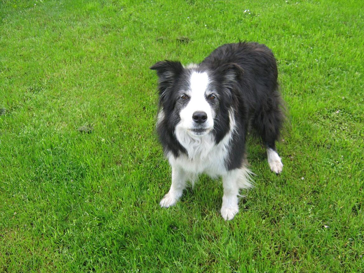 Border collie Gordon billede 4