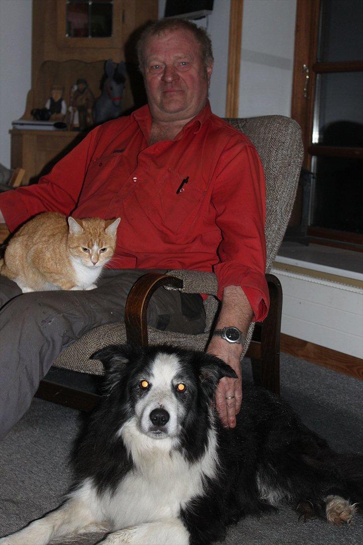 Border collie Gordon billede 5