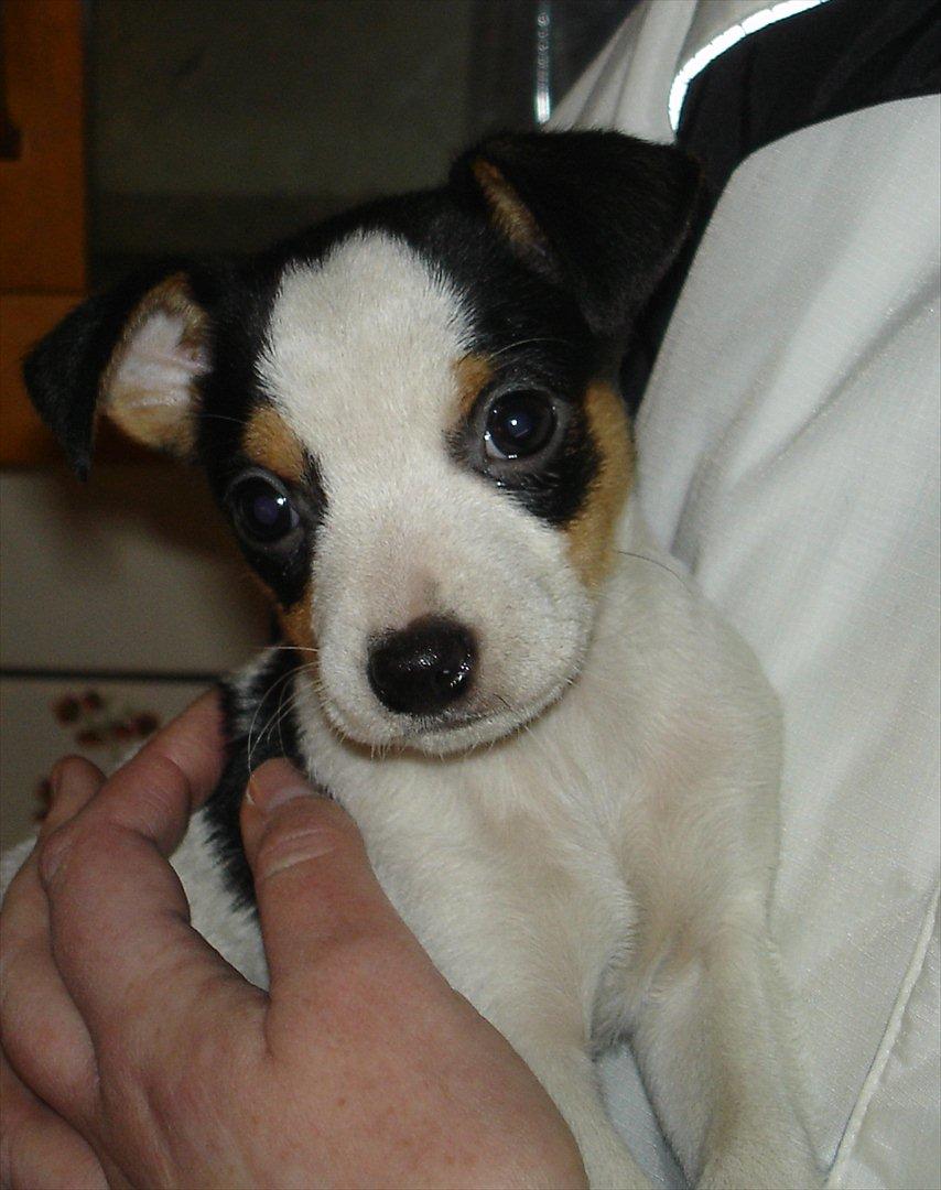 Dansk svensk gaardhund Milo Min Soulmate - I dag så jeg mine nye forældre for første gang. billede 50