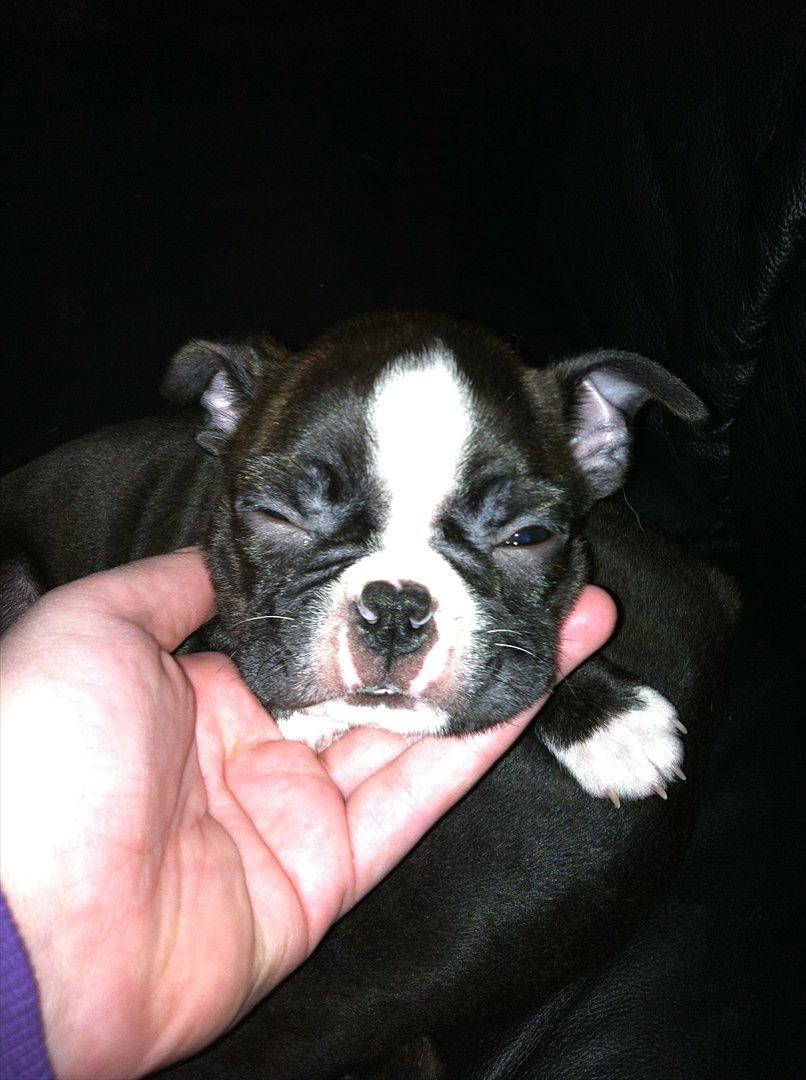 Boston terrier Milo - Åhh lad miig nu være, jeg er træt... Zzz... billede 1