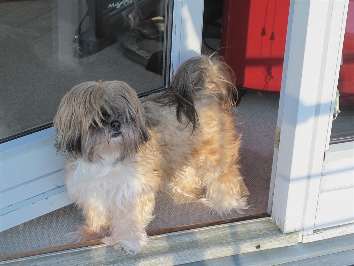 Lhasa apso Josephine ¤TYKKE¤ billede 18