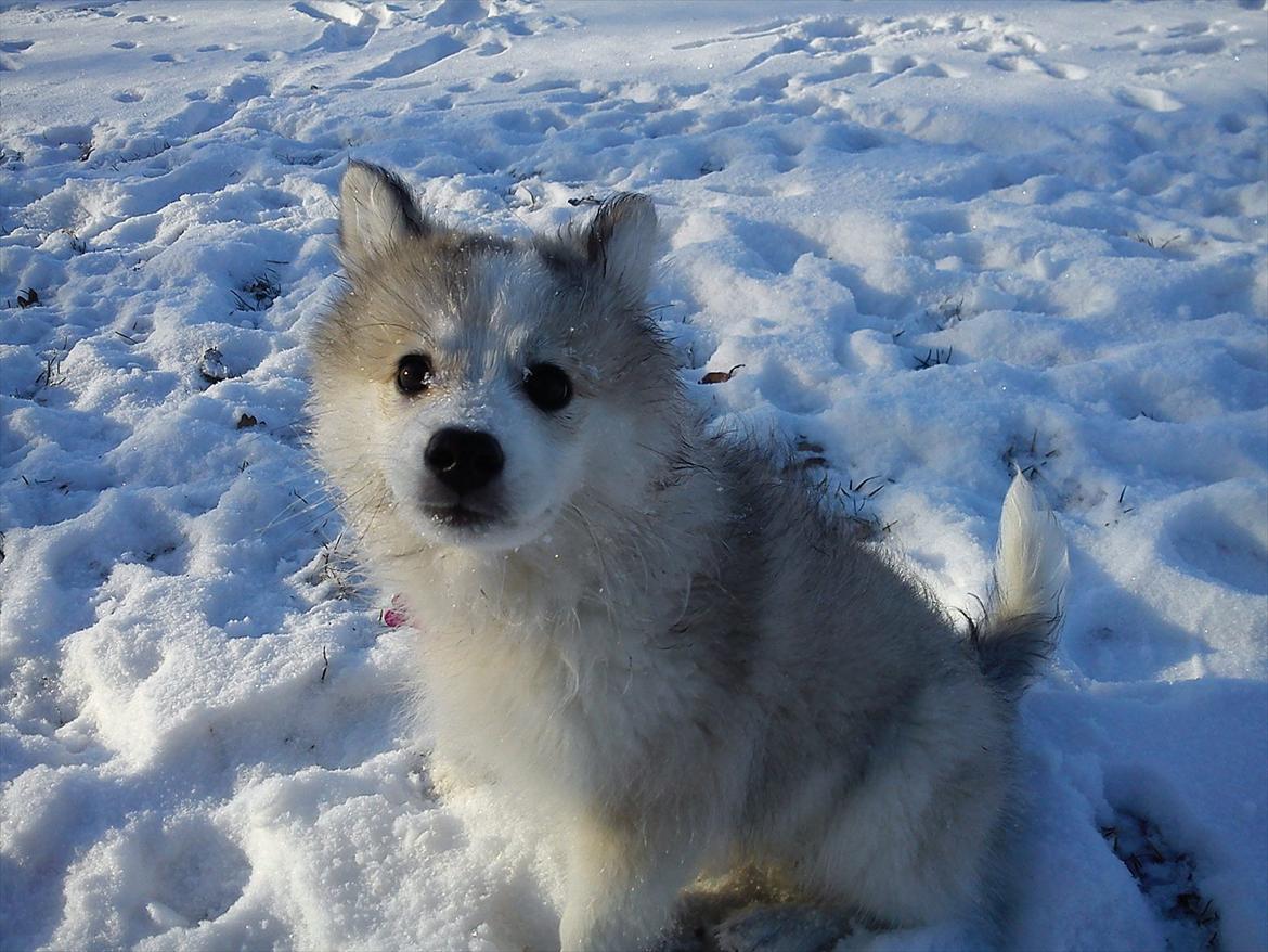 Blanding af racer Nala - Ude at lege i sneen! billede 2