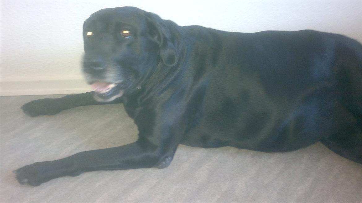 Labrador retriever Django Mine forældres : R.I.P baby. <3 billede 8