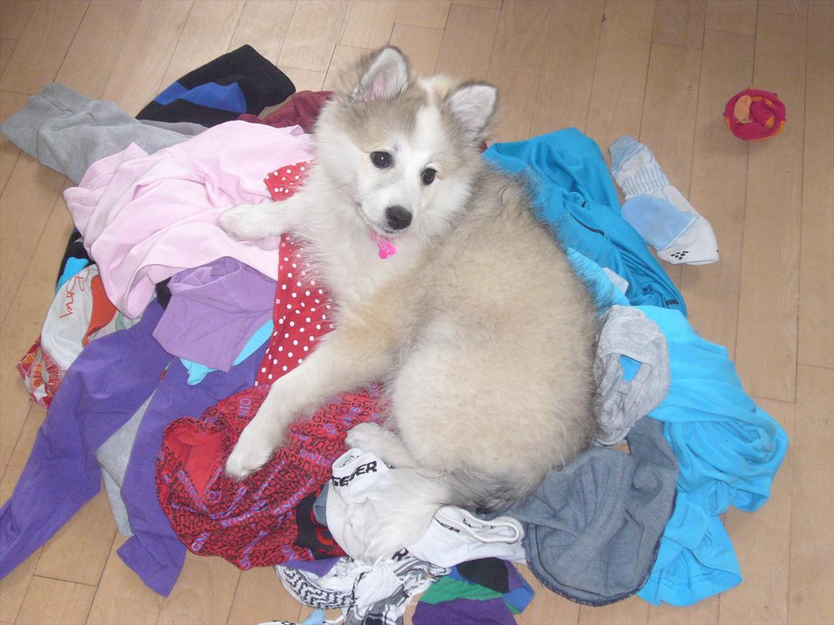 Blanding af racer Nala billede 8