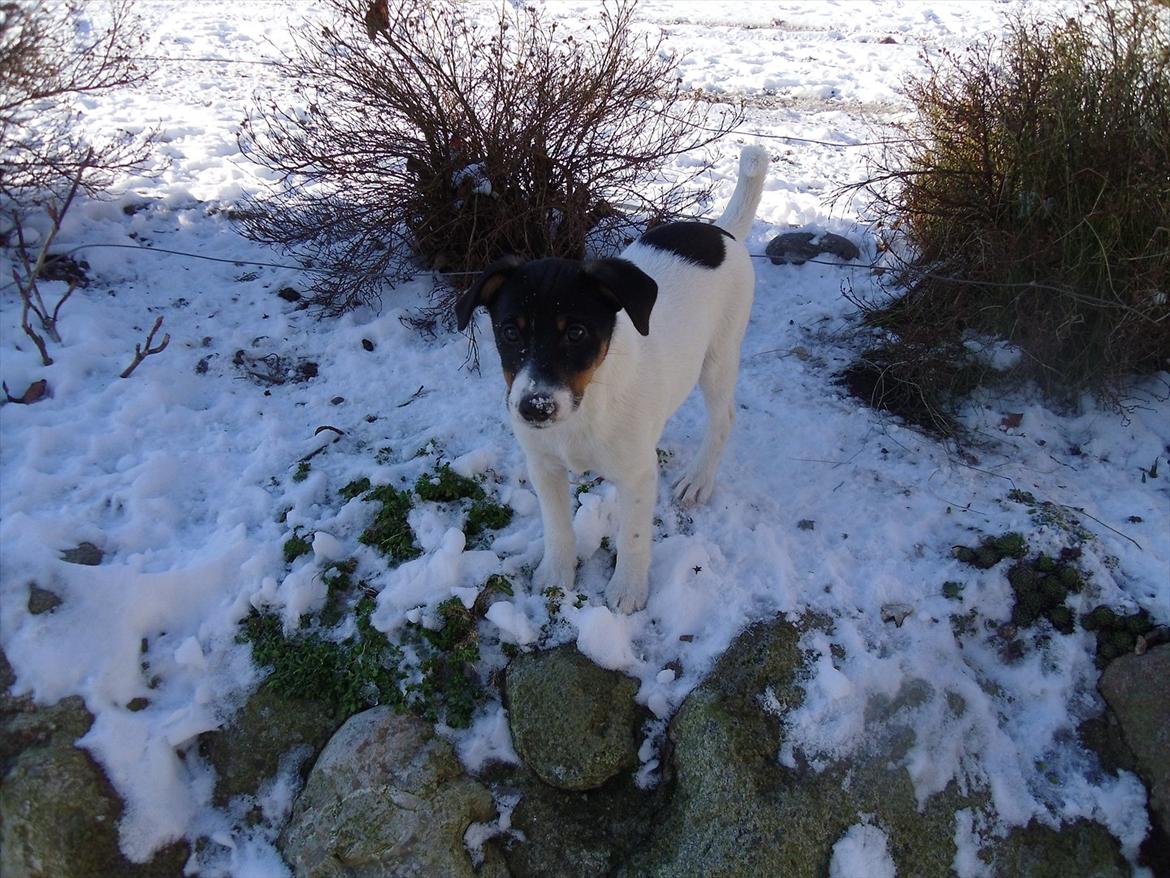 Dansk svensk gaardhund Ronja - min lille prinsesse med sne på snuden :-) billede 6